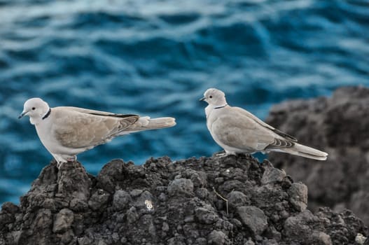 Pigeon on the Volcanic Rocks nea Atlantic Ocean