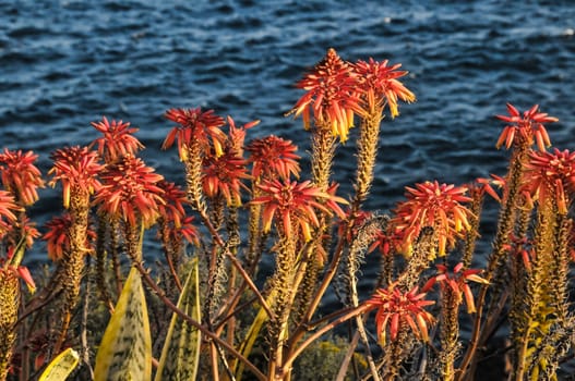 Flowers Of The Aloe Vera Plant on a Water Background