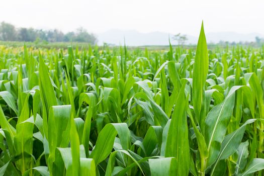 green leaf of corn farm field in thailand