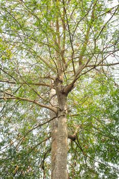 Tamarind tree in dry season of thailand