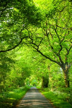 Scenic country road through oak trees in England