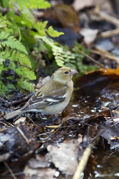 Female Fringilla coelebs in the wild