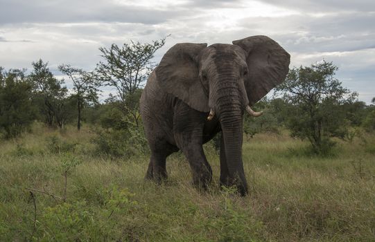 big elephant in national kruger wild park south africa near hoedspruit at te orphan gate