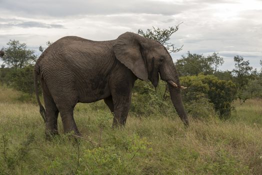 big elephant in national kruger wild park south africa near hoedspruit at te orphan gate