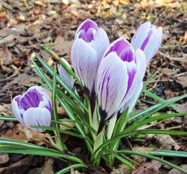 A close-up image of colourful Spring Crocus.