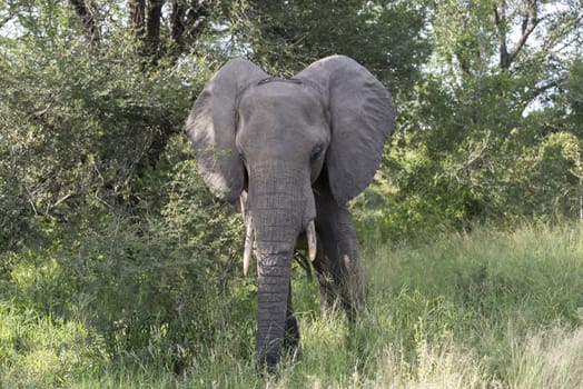 big elephant in national kruger wild park south africa near hoedspruit at te orphan gate