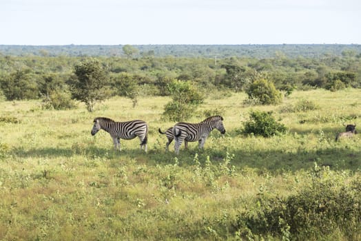 zebras in the kruger national reserve  in south africa