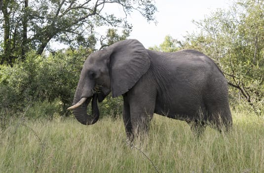 big elephant in national kruger wild park south africa near hoedspruit at te orphan gate