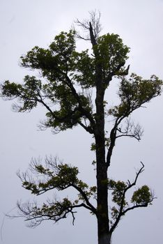 The big tree  at Auang Khang,Chiangmai.Thailand