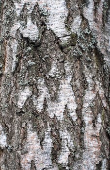 Natural background, birch bark texture