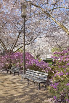Park Benches by Lamp Post in the Park During Spring Time with Cherry Blossom Trees and Azalea Shrubs in Bloom