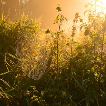 Beautiful spider web at autumn dusk 