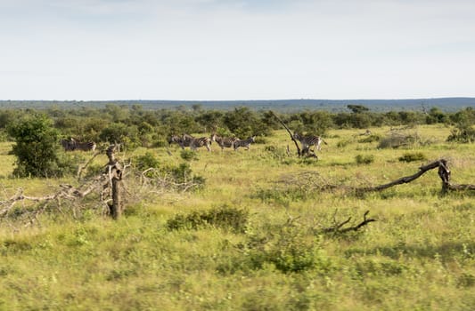 zebras in the kruger national reserve  in south africa