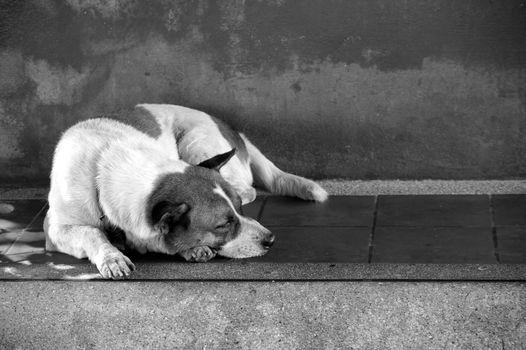 sleeping dog at the temple area