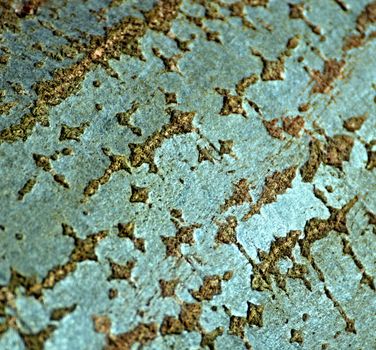 background or texture gray bark of the tree