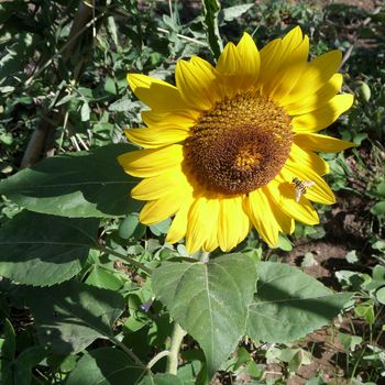 healthy sunflower with a bee on a beautiful day in March