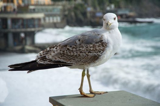 Seagull ready to take flight if threatened