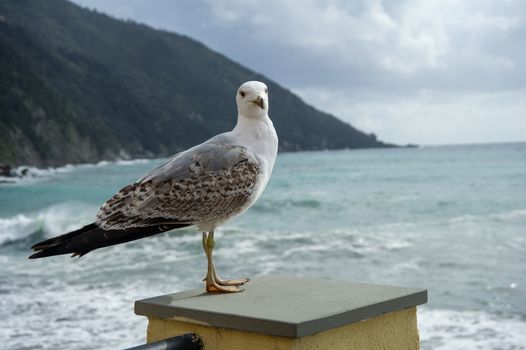 Seagull ready to take flight if threatened