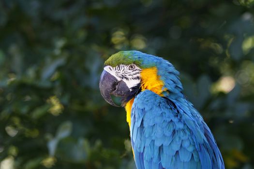 A portrait of a beautiful parrot.