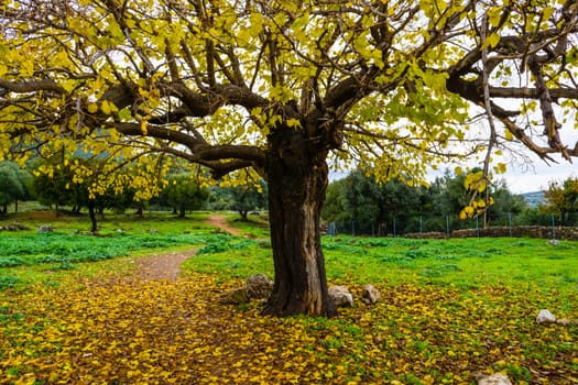 Autumn tree scene with yellow leaves