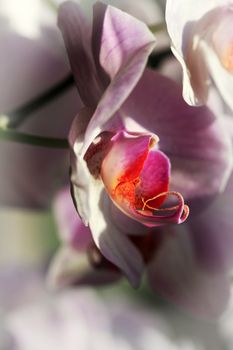 Beautiful purple orchid flower isolated on dim background