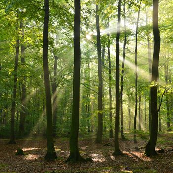 Beautiful sunbeams in magic beach forest - Poland