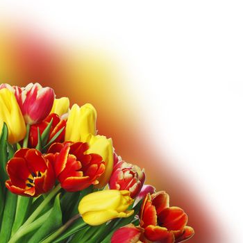 Photograph of bouquet of colorful tulips with white copy space