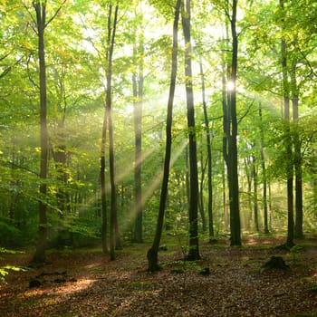 Autumnal dawn in old beech forest - Poland