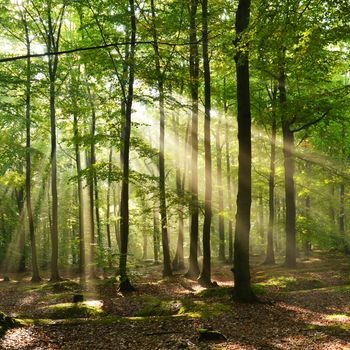 Autumnal dawn in old beech forest - Poland