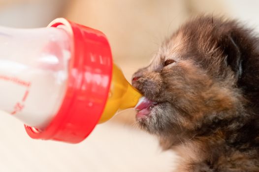 newborn tortoiseshell kitten feeding from a bottle - *shallow d.o.f