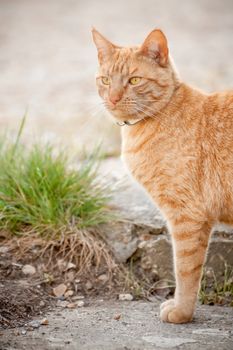 red tabby cat on the lookout in his territiry