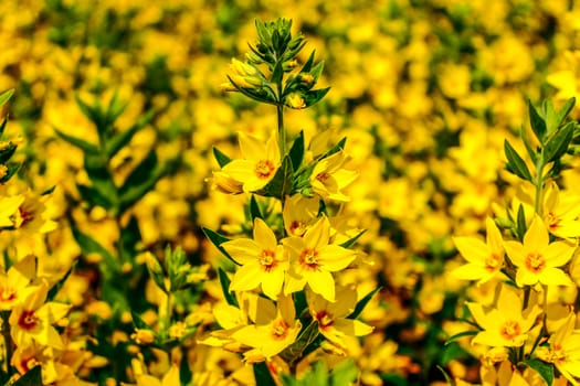 A Field Of Yellow flowers