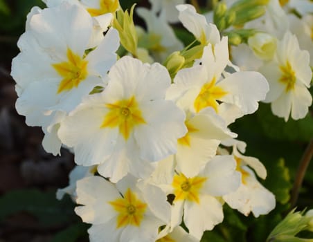 Colourful Primula flowers.