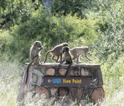 group young monkeys laying on the view point national reserve kruger park south africa