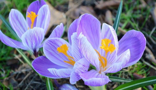 Colourful Crocus flowers.