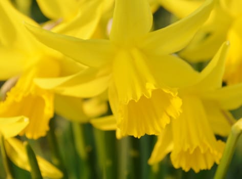 Beautiful Spring flowering Daffodils.