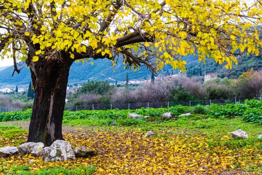 Autumn tree scene with yellow leaves