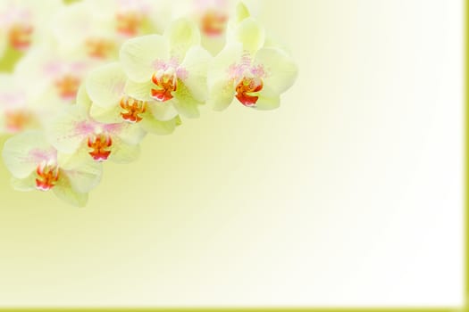 Branch of exotic green orchids on gradient blurred background