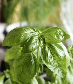 Spices on the window sill, close up of basil plant green leaves