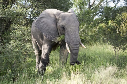 big elephant in national kruger wild park south africa eating from the trees