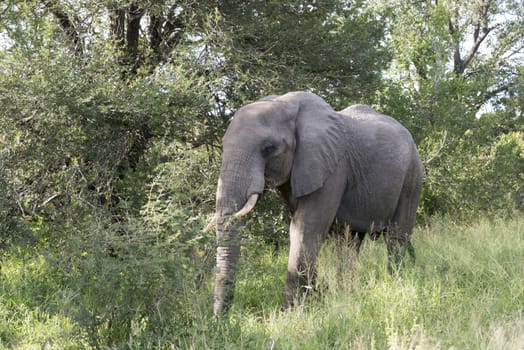 big elephant in national kruger wild park south africa near hoedspruit at te orphan gate