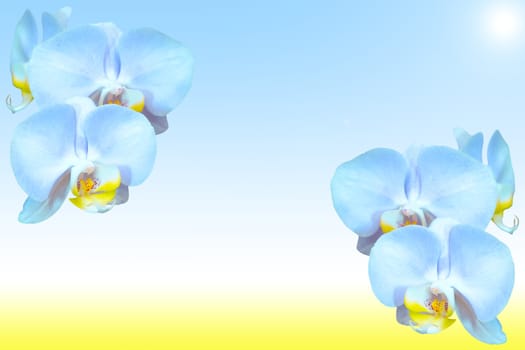 Exotic tropical blue orchid flowers on natural blurred background with copy-space