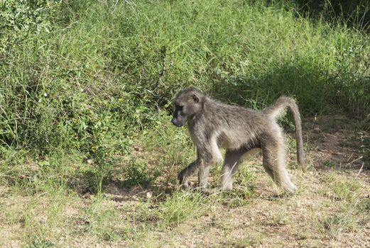 baboon monkey in kruger park south africa