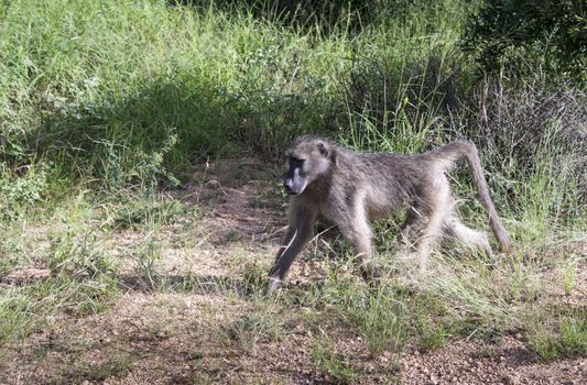 baboon monkey in kruger park south africa