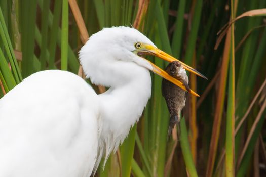 Great White Egret Catching a large fish