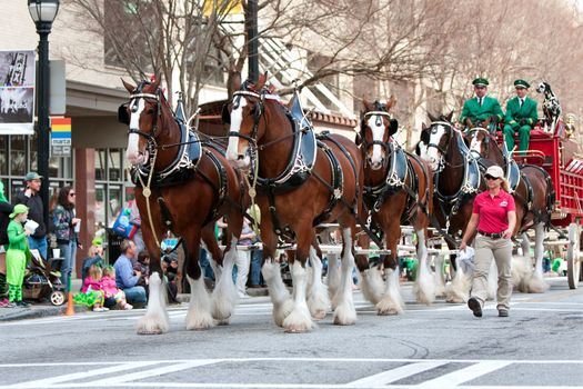 Atlanta, GA, USA - March 15, 2014:  The famous Budweiser Clydesdales strut down Peachtree Street in the St. Patrick's parade. 