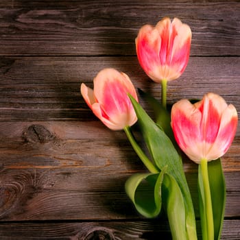 Pink tulip on a wooden background close-up