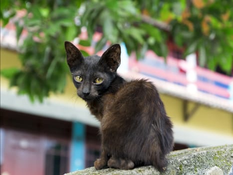 Little Kitten. Samosir Island North Sumatra, Indonesia.