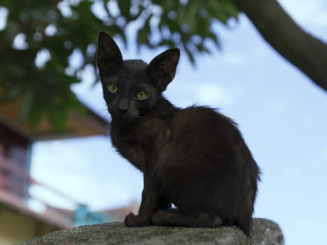 Dark Kitten. Samosir Island North Sumatra, Indonesia.