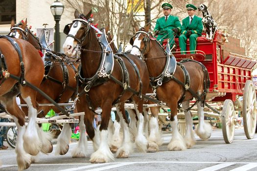 Atlanta, GA, USA - March 15, 2014:  The famous Budweiser Clydesdales strut down Peachtree Street in the St. Patrick's parade.